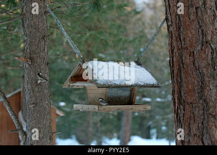 Mangeoire pour oiseaux en bois, le Val Roseg, Engadine, Suisse Banque D'Images