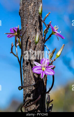 Twining Fringe Lily (Thysanotus syriacus) Banque D'Images