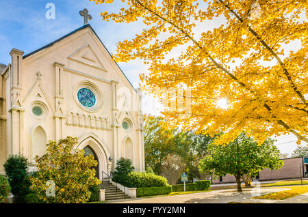 Un ginkgo biloba arbre affiche une canopée de feuilles jaunes en face de l'Église catholique de l'Annonciation, le 13 novembre 2011, à Columbus, Mississippi. Banque D'Images