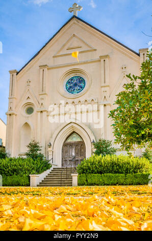 La pelouse de l'Église catholique de l'Annonciation est tapissé en jaune les feuilles d'un arbre ginkgo biloba à proximité, le 13 novembre 2011, à Columbus, Mississippi. Banque D'Images