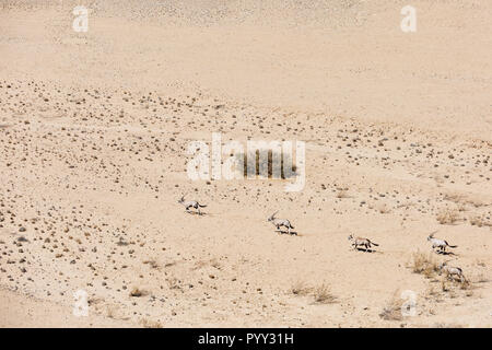 Vue aérienne, fuyant l'Oryx (Oryx gazella) dans la rivière à sec Tsondab, Namib-Naukluft National Park, Namibie Banque D'Images