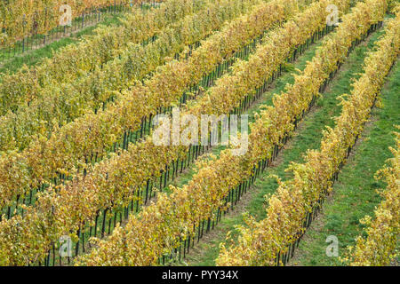 Couleurs d'automne du vignoble sur la colline de Kahlenberg, près de Vienne Banque D'Images