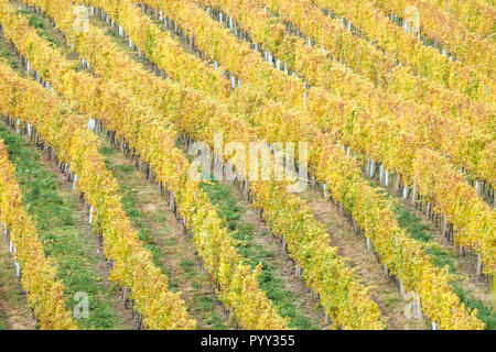 Couleurs d'automne de la vigne sur le coteau de la colline de Kahlenberg, près de Vienne Banque D'Images