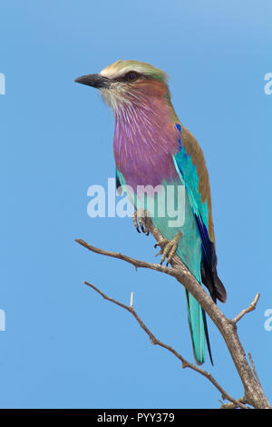 Lilac-breasted roller (Coracias caudatus) est assis sur une branche, Pilanesberg, Afrique du Sud Banque D'Images