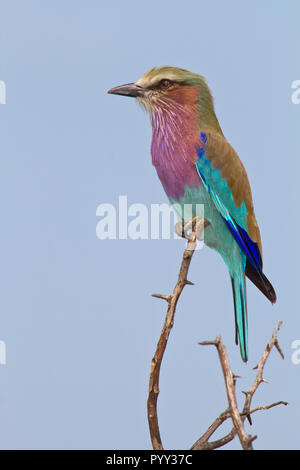 Lilac-breasted roller (Coracias caudatus) est assis sur une branche, Pilanesberg, Afrique du Sud Banque D'Images