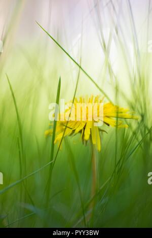 Le pissenlit (Taraxacum sect. Ruderalia) dans un pré, Lunenburg Heath, Basse-Saxe, Allemagne Banque D'Images