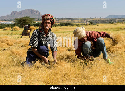 La récolte aux agriculteurs le teff (Eragrostis tef) avec la faucille, Hawzien, Tigray, Éthiopie Banque D'Images