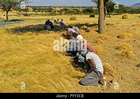 La récolte aux agriculteurs le teff (Eragrostis tef) avec la faucille, Hawzien, Tigray, Éthiopie Banque D'Images