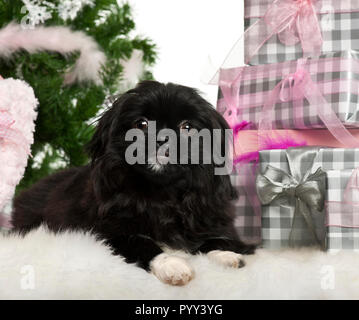 Chiot mignon petit canard, âgé de 5 mois, couché avec cadeaux de Noël in front of white background Banque D'Images