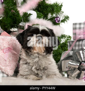 Shih Tzu, 18 mois, couchant avec cadeaux de Noël in front of white background Banque D'Images