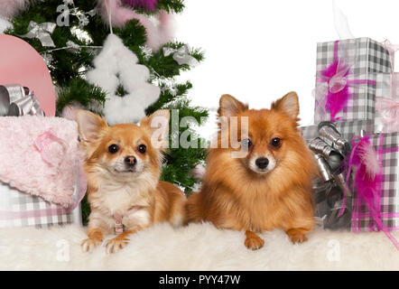 Chihuahua, 3 ans, avec Pomeranian, 2 ans, avec l'arbre de Noël et cadeaux in front of white background Banque D'Images