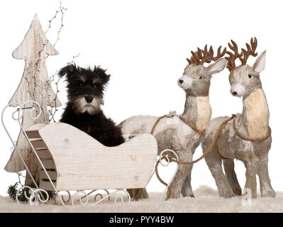 Schnauzer nain, chiot de 3 mois, en traîneau Noël in front of white background Banque D'Images