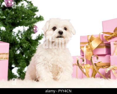 Maltese sitting in front of Christmas decorations against white background Banque D'Images