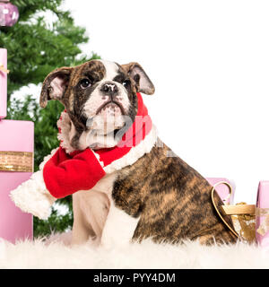 Chiot Bouledogue anglais assis et portant une écharpe de Noël en face de décorations de Noël contre fond blanc Banque D'Images