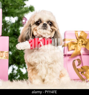 Shih Tzu assis et portant une écharpe de Noël en face de décorations de Noël contre fond blanc Banque D'Images