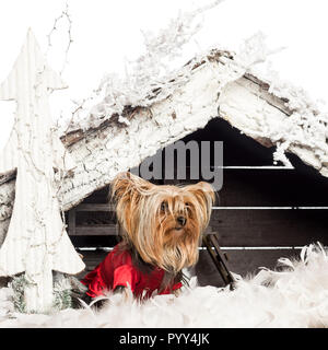 Yorkshire terrier assis et habillé en face de crèche de Noël à l'arbre de Noël et la neige contre fond blanc Banque D'Images