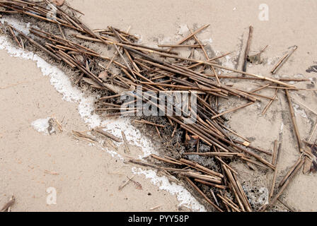 Tiges de roseaux secs sur plage de sable fin. Froide journée d'hiver. Banque D'Images