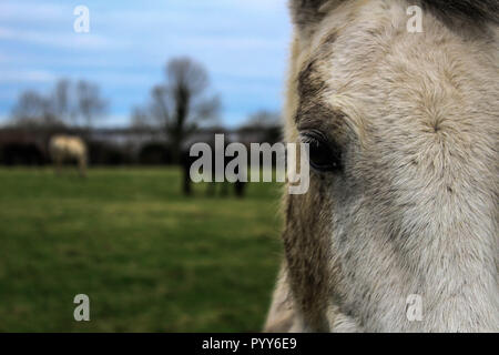 Un cheval blanc à la directement sur la caméra, tandis qu'un autre blanc et noir les chevaux mangent calmy en arrière-plan, un paysage verdoyant de l'Irlande en janvier. Banque D'Images