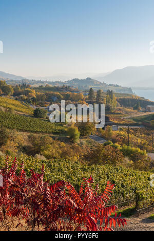 Vignobles en octobre sur l'après-midi ensoleillée sur Naramata Bench Banque D'Images