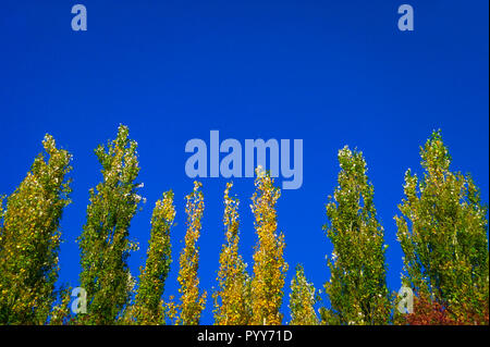 Peuplier arbres contre le ciel bleu par un jour de vent. Résumé fond naturel. Les arbres d'automne, des feuilles d'automne coloré. Banque D'Images