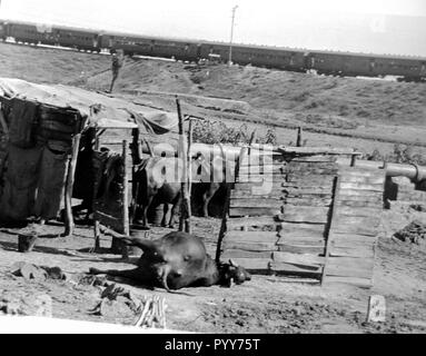 Carcasse de vache morte, Union Carbide à Bhopal, tragédie de fuite de gaz, le Madhya Pradesh, Inde, Asie Banque D'Images