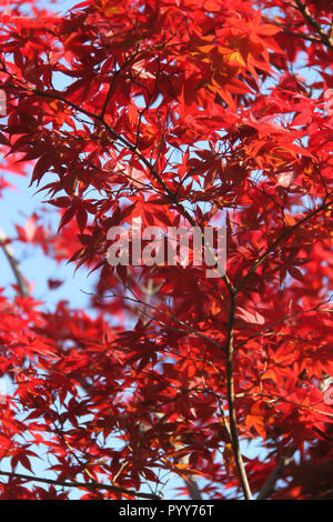 Érable japonais rouge en automne Banque D'Images