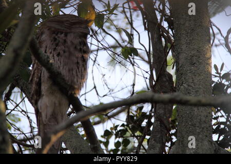 Tawny Owl une grille supérieure (Podargus Strigoides) Perché sur une branche d'arbre Poinciana (Delonix regia), Gold Coast, Australie Banque D'Images