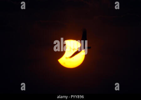 Éclipse solaire, vol d'oiseau, Bombay, Mumbai, Maharashtra, Inde, Asie Banque D'Images