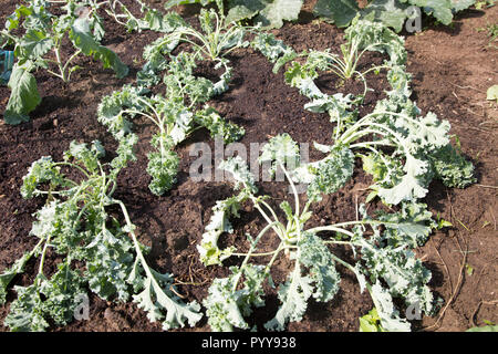 Légumes chou frisé in allotment garden récemment plantés, Shottisham, Suffolk, Angleterre, RU Banque D'Images