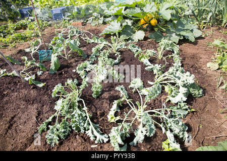 Légumes chou frisé in allotment garden récemment plantés, Shottisham, Suffolk, Angleterre, RU Banque D'Images