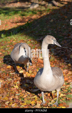 Beau couple de jeunes de couleur gris Cygne tuberculé (Cygnus olor, Hockerschwan) sur un jour d'automne chaud et ensoleillé Banque D'Images