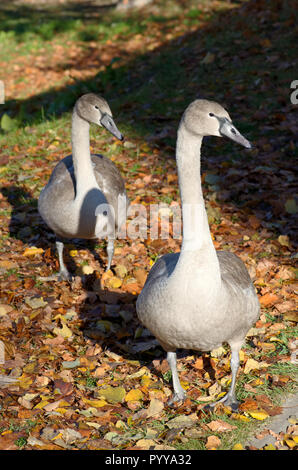 Beau couple de jeunes de couleur gris Cygne tuberculé (Cygnus olor, Hockerschwan) sur un jour d'automne chaud et ensoleillé Banque D'Images