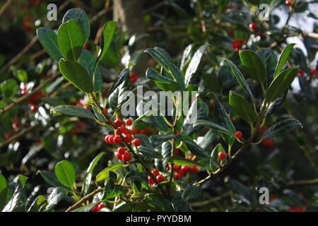 Close up of red berry bush Banque D'Images