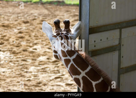 Jeune Girafe (Giraffa camelopardalis) à un parc zoologique Banque D'Images