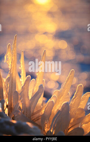 Les plantes couvertes de glace Banque D'Images