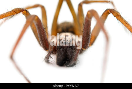 Araignées prédatrices isolated on white Banque D'Images