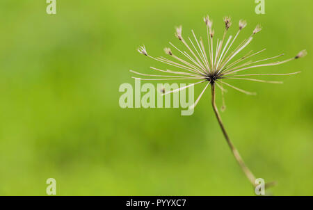 Heracleum mantegazzianum close up avec un fond vert hors focus Banque D'Images