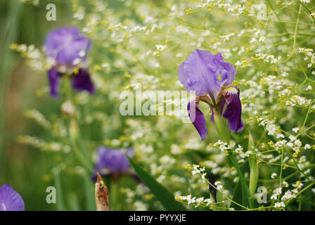 Iris fleur en vert jardin photo gros plan Banque D'Images