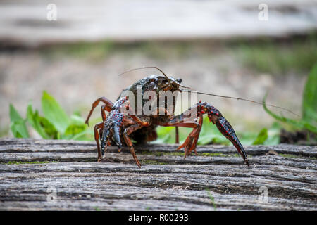 Procambarus clarkii, aussi rouge écrevisse, marais de l'écrevisse de Louisiane également Banque D'Images