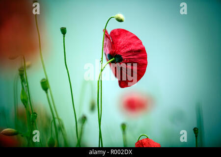 Fleur de pavot avec gouttes de rosée du matin au début de l'été Banque D'Images