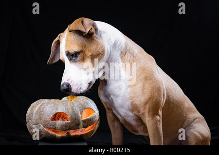 Chien et halloween citrouille lanterne sur fond noir. Staffordshire terrier mignon chiot est assis et regarde carved couché sur face Banque D'Images