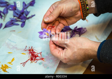 Séparation des les pistils (rouge) et les étamines (jaune) à partir du safran en fleurs. Civitaretenga, Abruzzes Banque D'Images