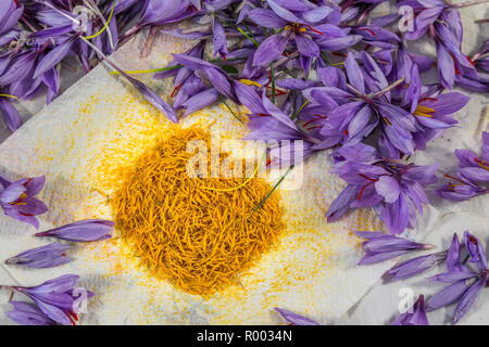 Anthères ou étamines (jaune) du safran dans le plateau de Navelli, Abruzzes Italie Banque D'Images