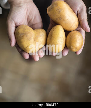 Mains tenant les pommes de terre, l'un d'entre eux en forme de cœur Banque D'Images