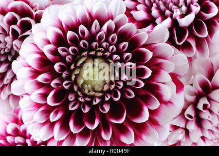 Bouquet de violettes avec cinq dahlia les bords blancs de pétales de fleurs. Libre. Macro Banque D'Images