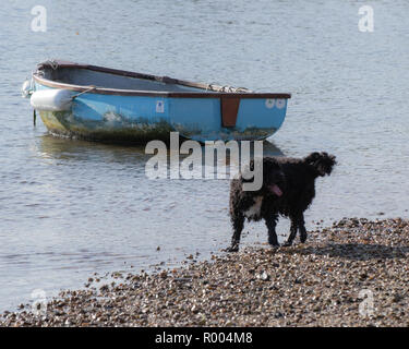 Chien jouant à la plage avec bateau en bois dans l'arrière-plan Banque D'Images