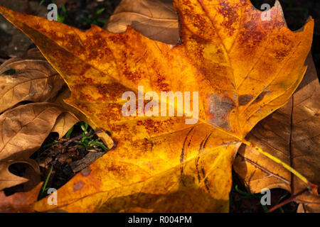 Un gros plan d'Brown feuilles d'automne sur le sol de la forêt Banque D'Images