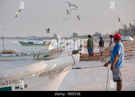 Celestun, Mexique - 18 janv. 2007 : les pêcheurs mexicains débarquer leurs prises au milieu des mouettes mobbing sur le front de mer à l'aube a Celestun, Yucatan Banque D'Images