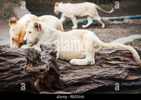 White lions au Zoo de Belgrade en Serbie. Deux uniques lionne couchée sur le bois à Belgrade Banque D'Images
