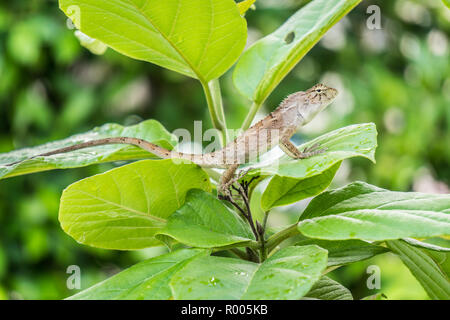 Close-up d'un beau vert lézard ou Lacertilia sur feuilles vertes en forêt Banque D'Images